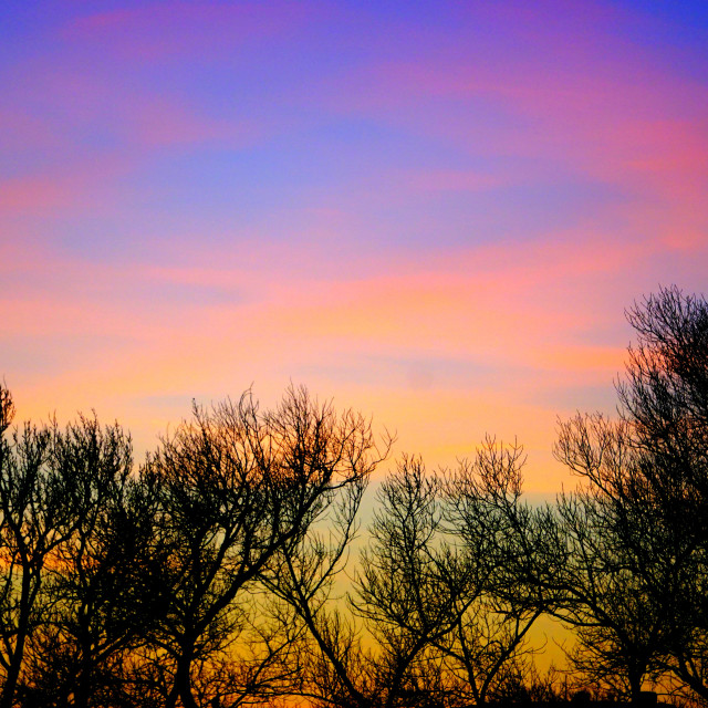 "Trees in the sunset" by Amit Mendelsohn - £50.00 "Trees in the sunset" stock image