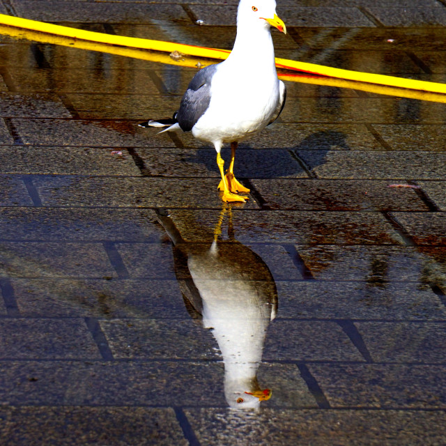"double seagull" by Amit Mendelsohn - £50.00 "double seagull" stock image
