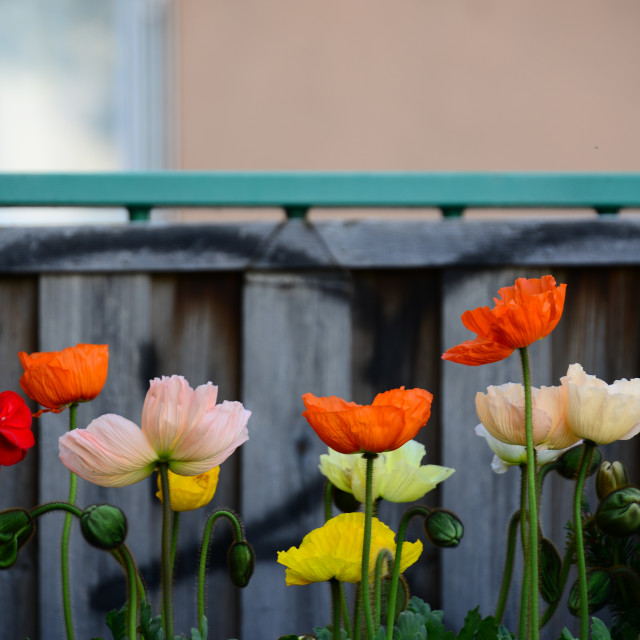 "Flowers" by Amit Mendelsohn - £50.00 "Flowers" stock image