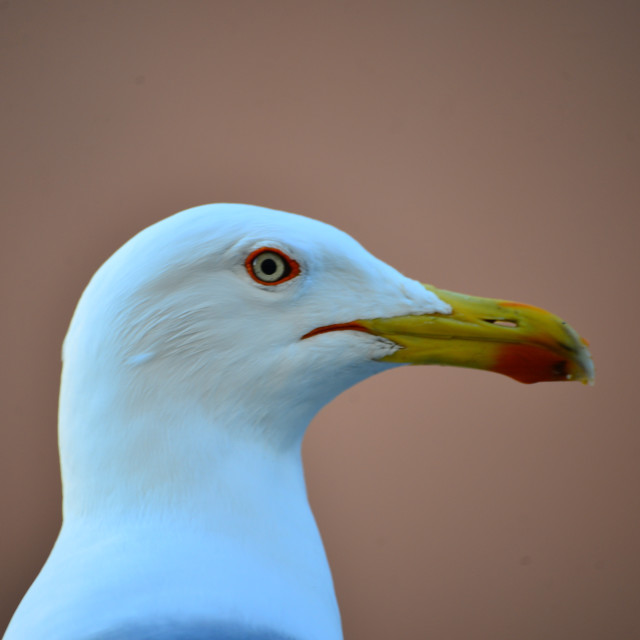 "A profile of a seagull" by Amit Mendelsohn - £50.00 "A profile of a seagull" stock image