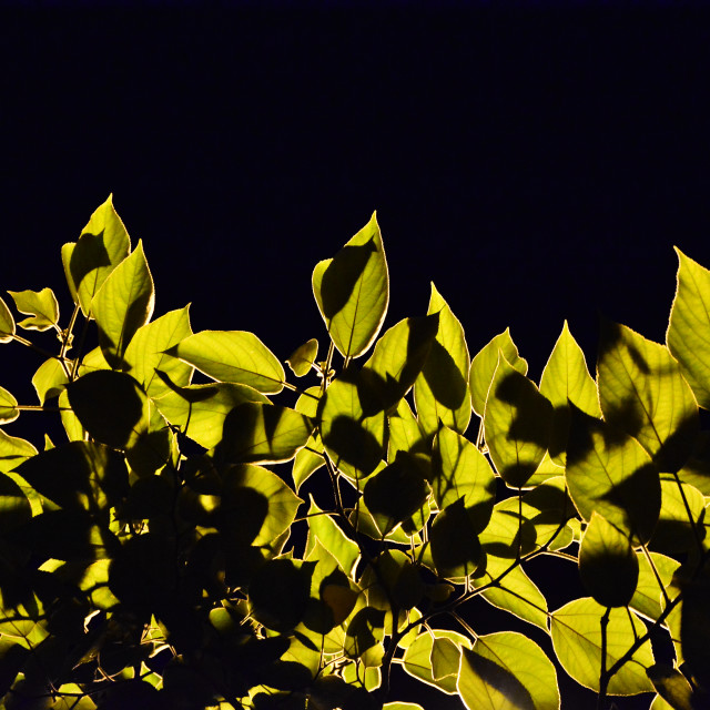 "Leaves" by Amit Mendelsohn - £50.00 "Leaves" stock image