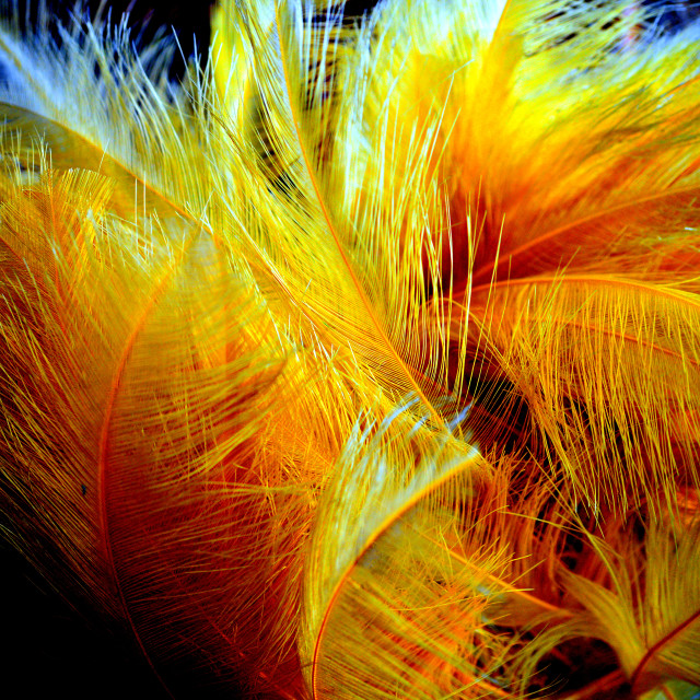 "Feathers" by Amit Mendelsohn - £50.00 "Feathers" stock image
