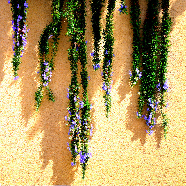 "Green on yellow wall" by Amit Mendelsohn - £50.00 "Green on yellow wall" stock image