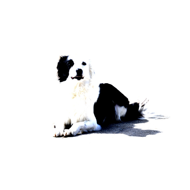 "Black and white dog" by Amit Mendelsohn - £50.00 "Black and white dog" stock image