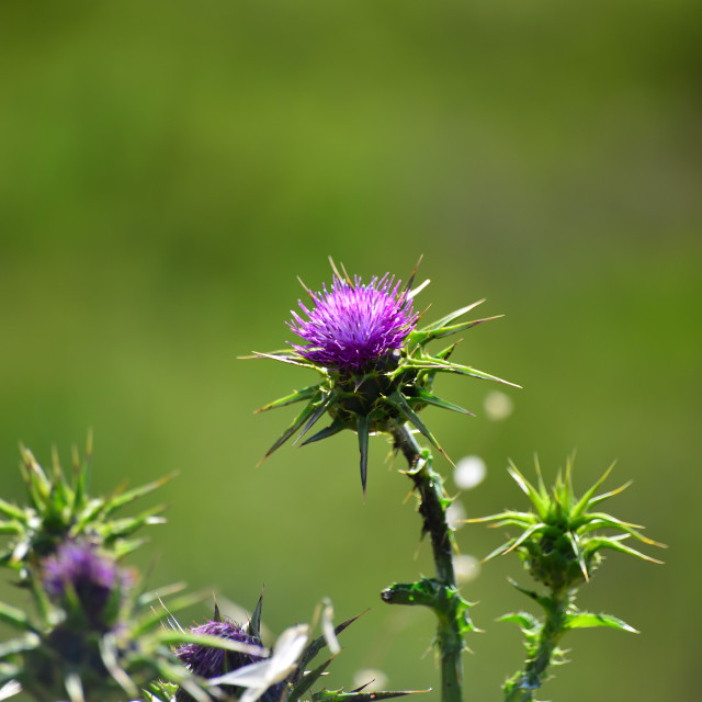 "A fresh thorn" by Amit Mendelsohn - £50.00 "A fresh thorn" stock image