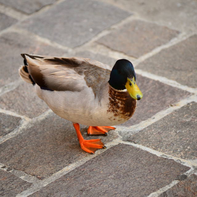 "Duck 2" by Amit Mendelsohn - £50.00 "Duck 2" stock image