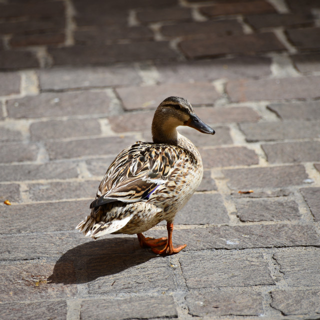 "Duck 1" by Amit Mendelsohn - £50.00 "Duck 1" stock image