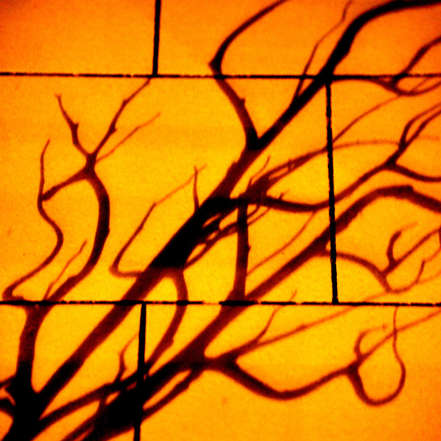 "Shadow of a plant" by Amit Mendelsohn - £50.00 "Shadow of a plant" stock image