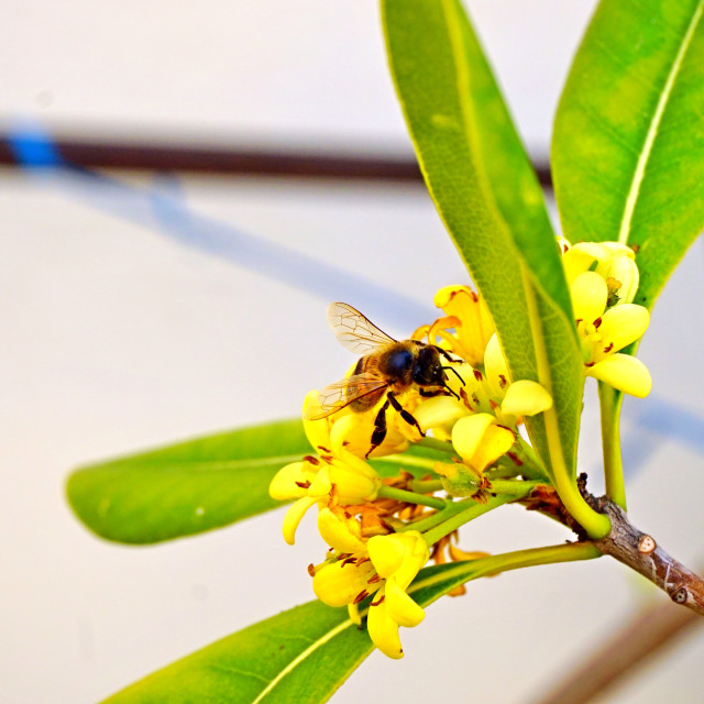 "A bee on a flower" by Amit Mendelsohn - £50.00 "A bee on a flower" stock image
