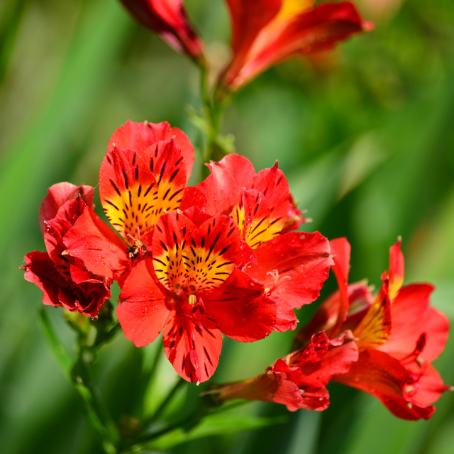 "Alstroemeria flower" by Amit Mendelsohn - £50.00 "Alstroemeria flower" stock image