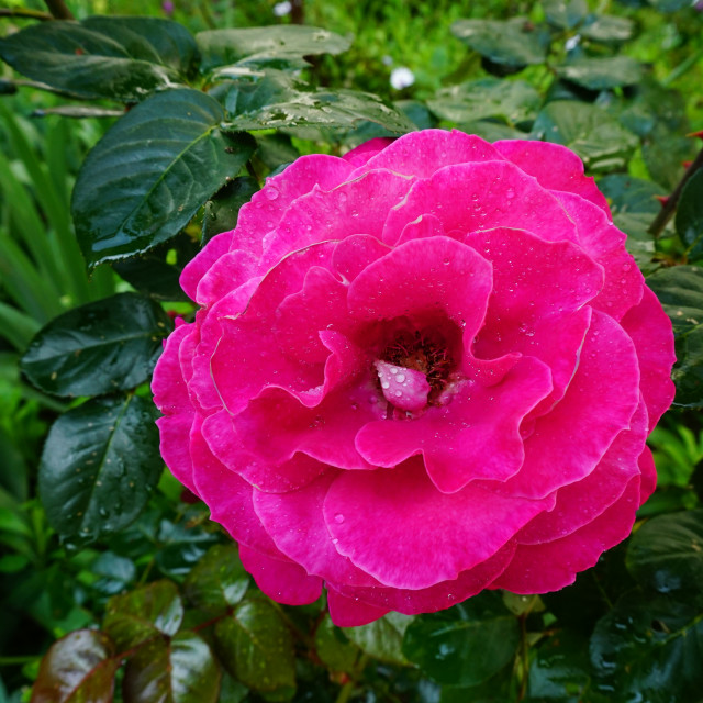 "Red rose" by Amit Mendelsohn - £50.00 "Red rose" stock image
