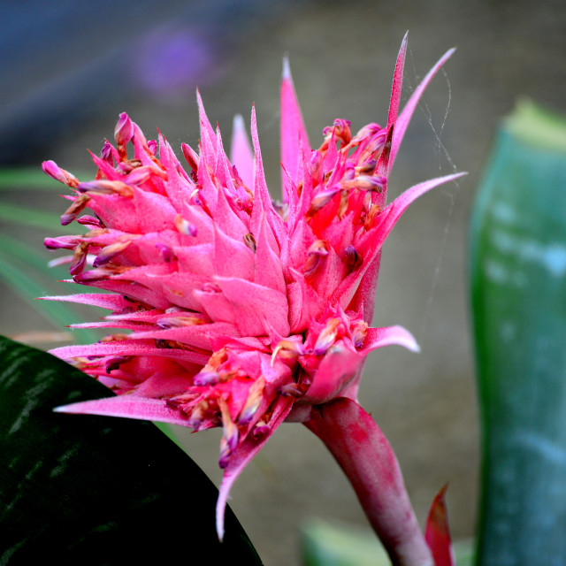"Pink bromeliad" by Amit Mendelsohn - £50.00 "Pink bromeliad" stock image