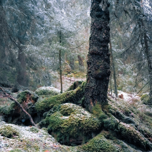 "Knotty tree in mossy old foresthttps://www.picfair.com/upload#" stock image