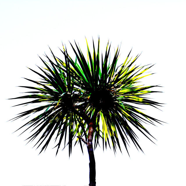 "A cactus" by Amit Mendelsohn - £50.00 "A cactus" stock image
