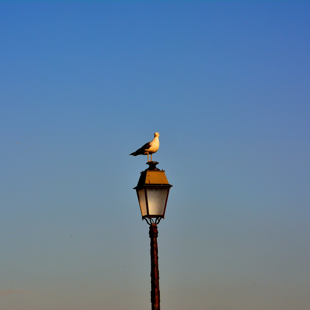 "Seagull on the watch" by Amit Mendelsohn - £50.00 "Seagull on the watch" stock image