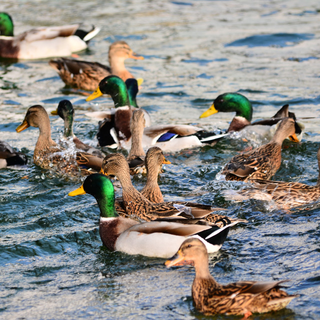 "A bunch of ducks" by Amit Mendelsohn - £50.00 "A bunch of ducks" stock image