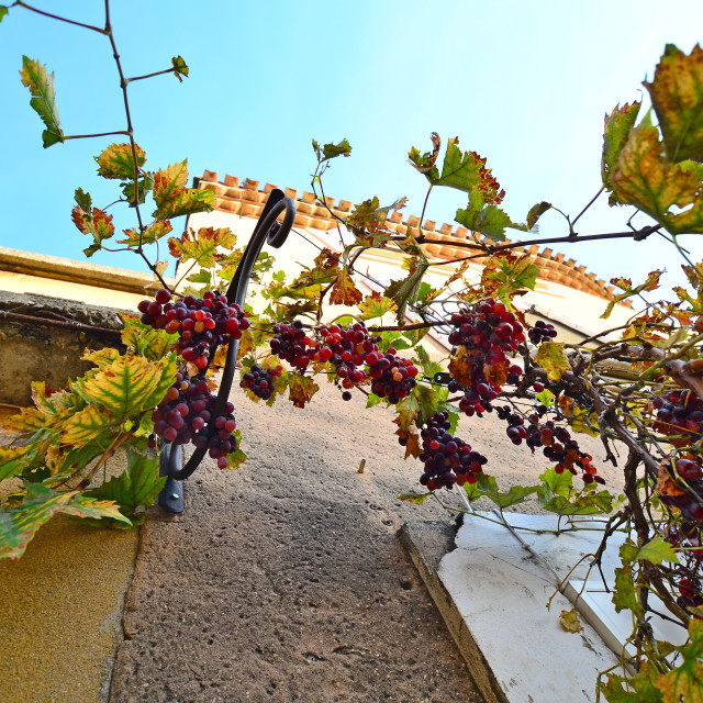 "Grapes above" by Amit Mendelsohn - $49.80 "Grapes above" stock image