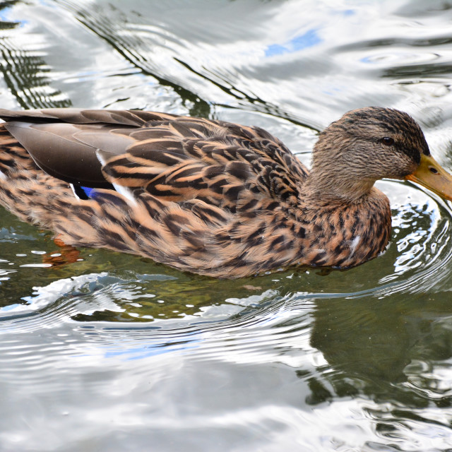 "Female duck" by Amit Mendelsohn - $49.80 "Female duck" stock image