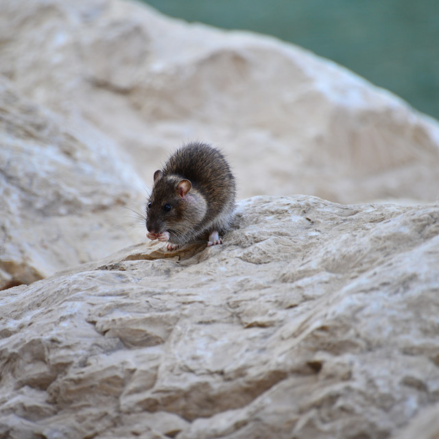 "A rat dining" by Amit Mendelsohn - $49.80 "A rat dining" stock image