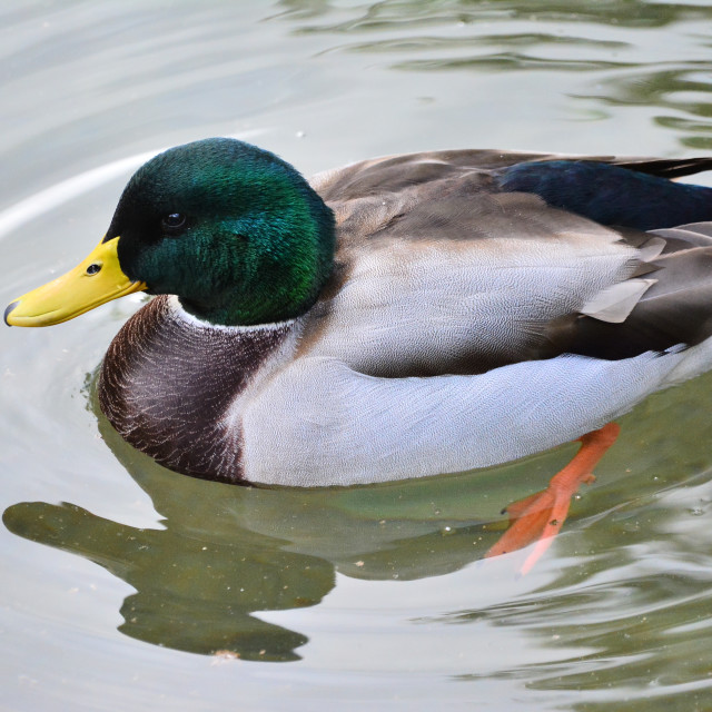 "Male duck" by Amit Mendelsohn - $49.80 "Male duck" stock image
