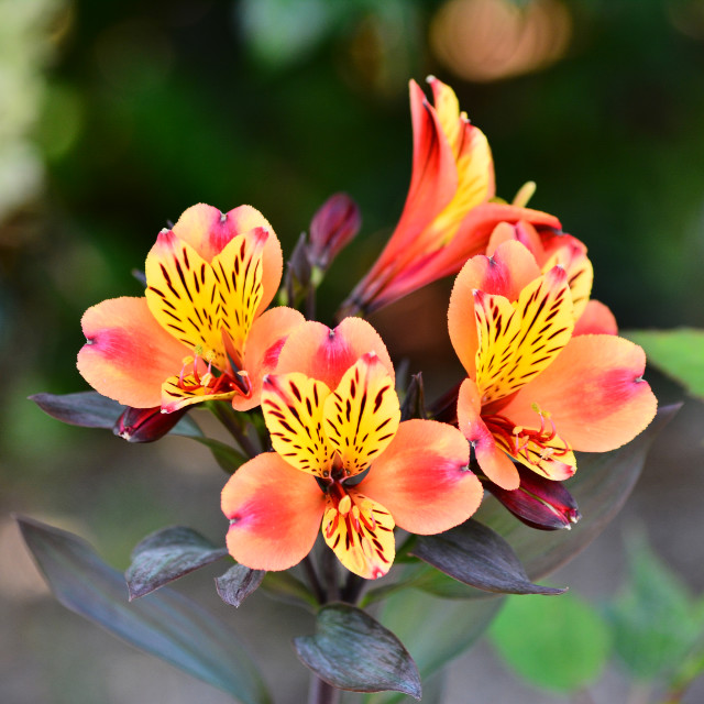 "Alstroemeria" by Amit Mendelsohn - $49.80 "Alstroemeria" stock image