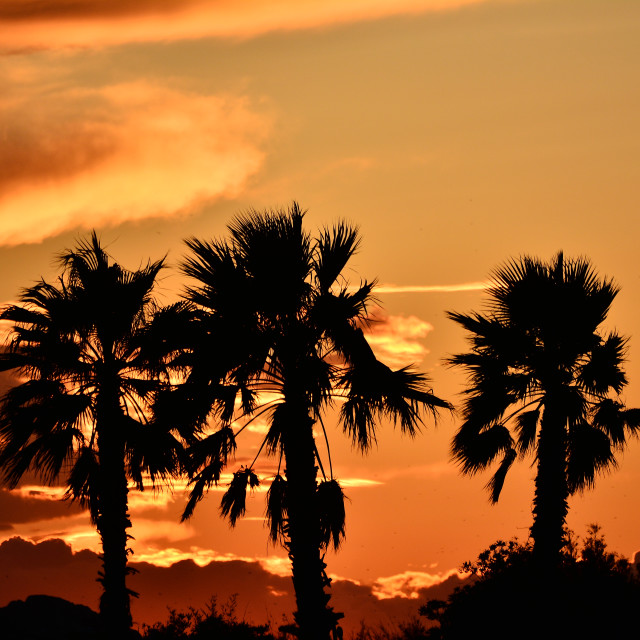 "Palm trees in the sunset" by Amit Mendelsohn - $49.80 "Palm trees in the sunset" stock image