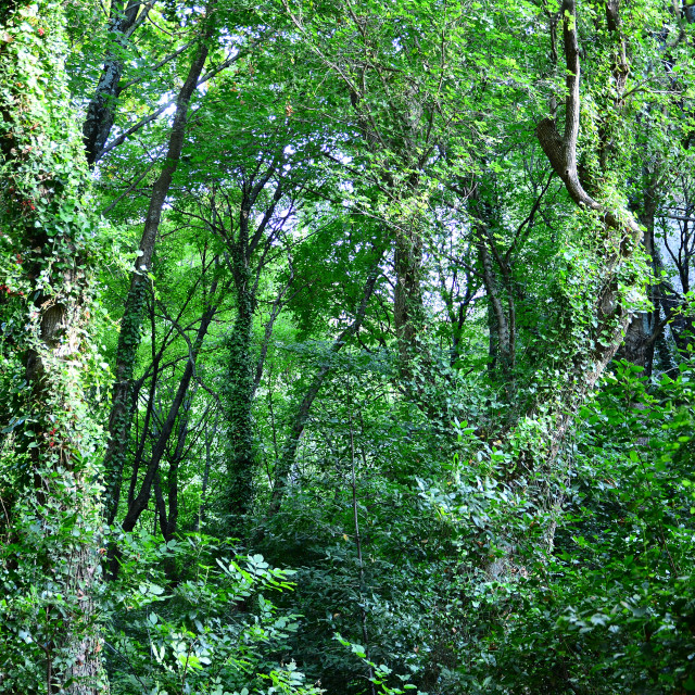 "A jungle" by Amit Mendelsohn - $49.80 "A jungle" stock image