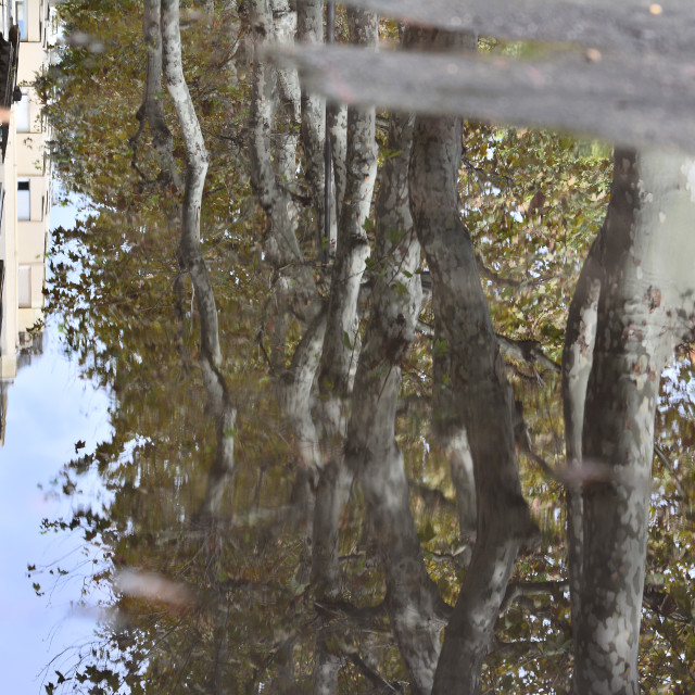 "Trees reflected in the water" by Amit Mendelsohn - $49.80 "Trees reflected in the water" stock image
