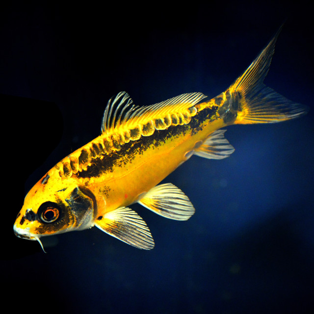 "Fish" by Amit Mendelsohn - $49.80 "Fish" stock image