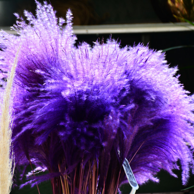 "Purple" by Amit Mendelsohn - $49.80 "Purple" stock image