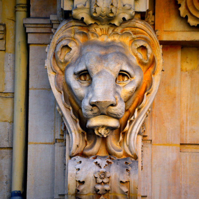 "The sad lion" by Amit Mendelsohn - £50.00 "The sad lion" stock image