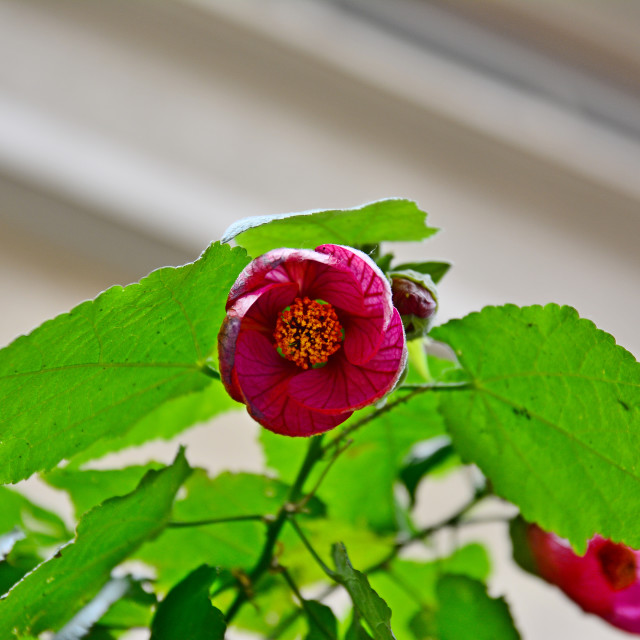 "Abutilon" by Amit Mendelsohn - £50.00 "Abutilon" stock image
