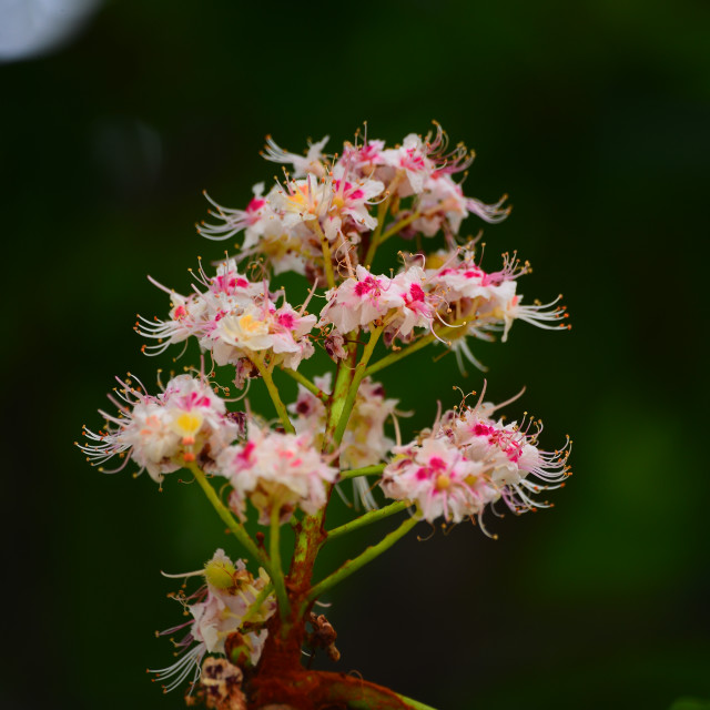 "European horse-chestnut flower" by Amit Mendelsohn - £50.00 "European horse-chestnut flower" stock image
