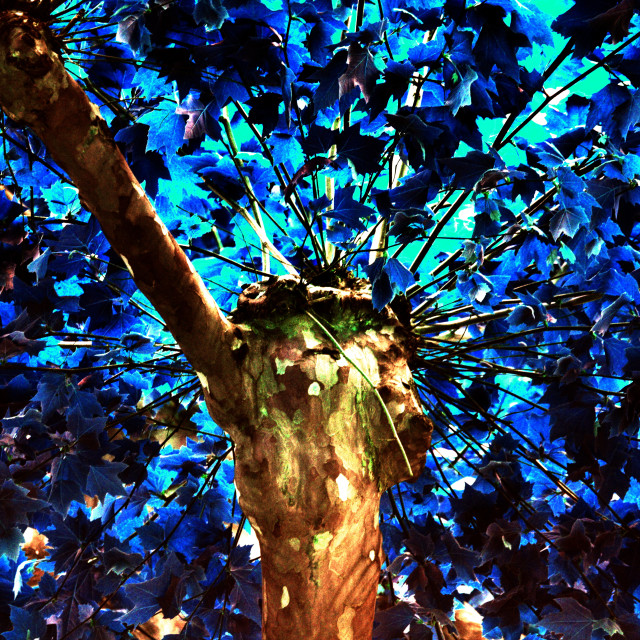 "a blues for a tree" by Amit Mendelsohn - £50.00 "a blues for a tree" stock image