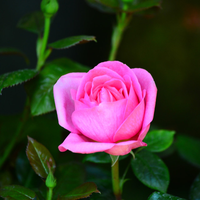 "Pink rose" by Amit Mendelsohn - £50.00 "Pink rose" stock image