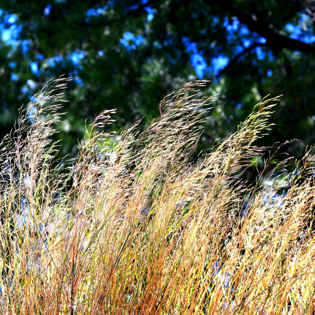 "In the wind" by Amit Mendelsohn - £50.00 "In the wind" stock image