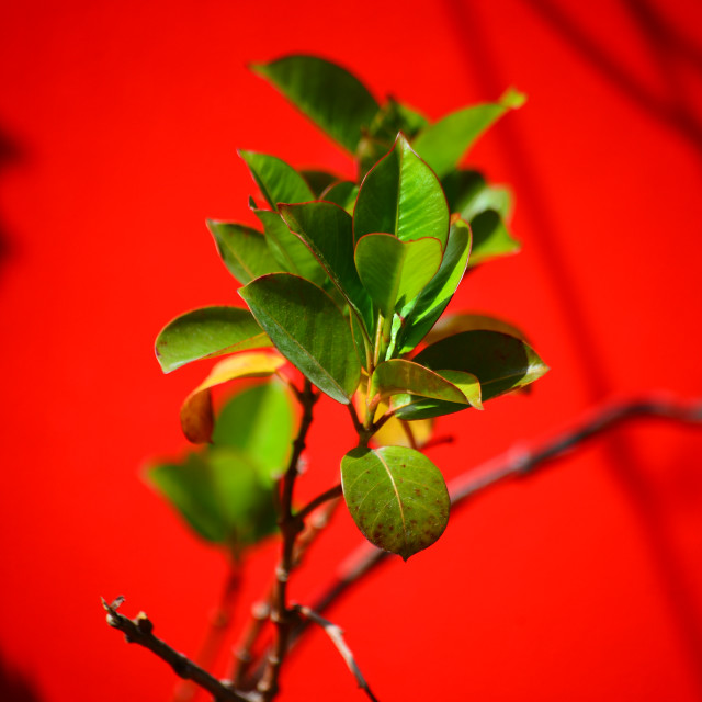 "Green on the red" by Amit Mendelsohn - £50.00 "Green on the red" stock image