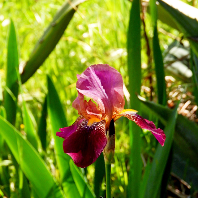 "An iris" by Amit Mendelsohn - £50.00 "An iris" stock image