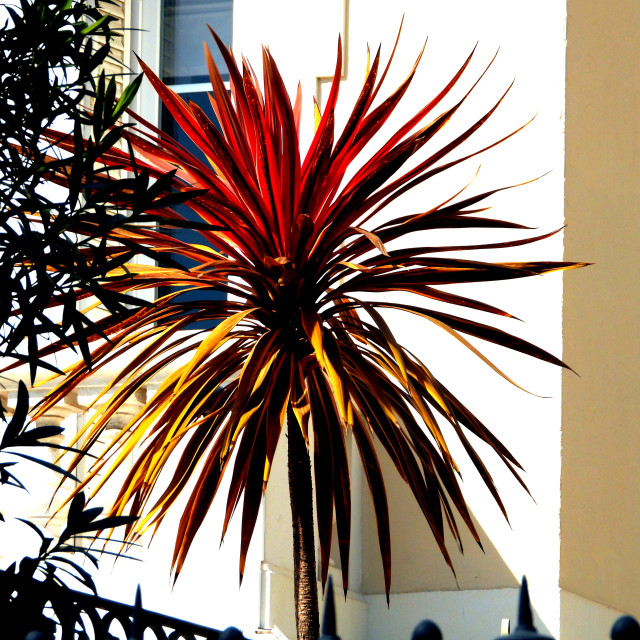 "A red cactus" by Amit Mendelsohn - £50.00 "A red cactus" stock image