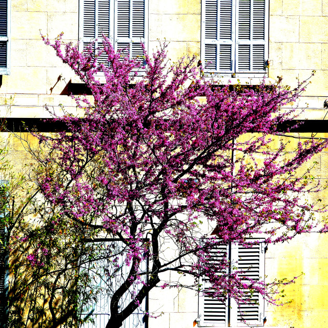 "Colourful contrast" by Amit Mendelsohn - £50.00 "Colourful contrast" stock image