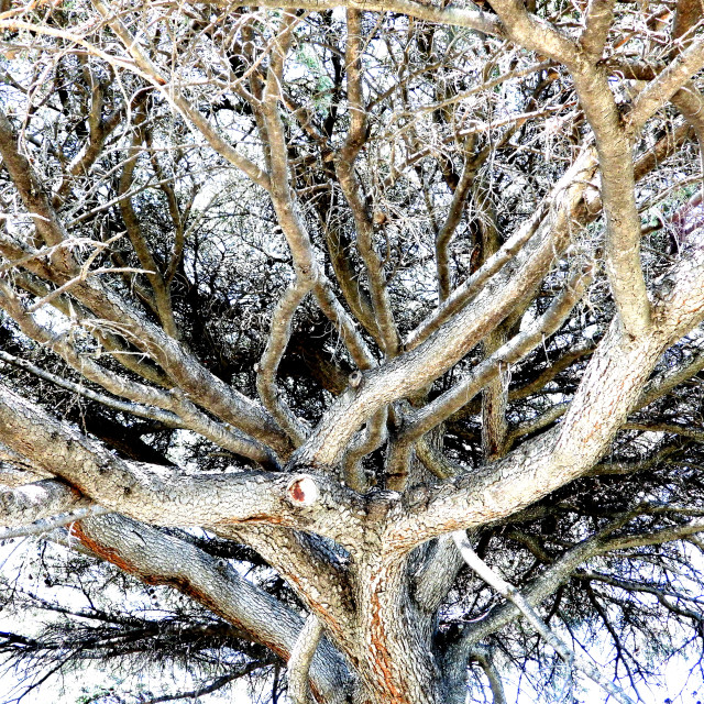 "A tree" by Amit Mendelsohn - £50.00 "A tree" stock image