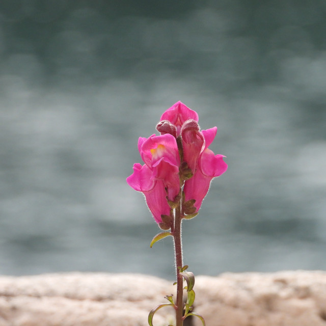 "Snapdragon" by Amit Mendelsohn - £50.00 "Snapdragon" stock image