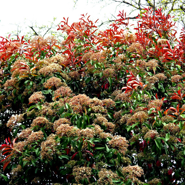 "A colourful bush" stock image