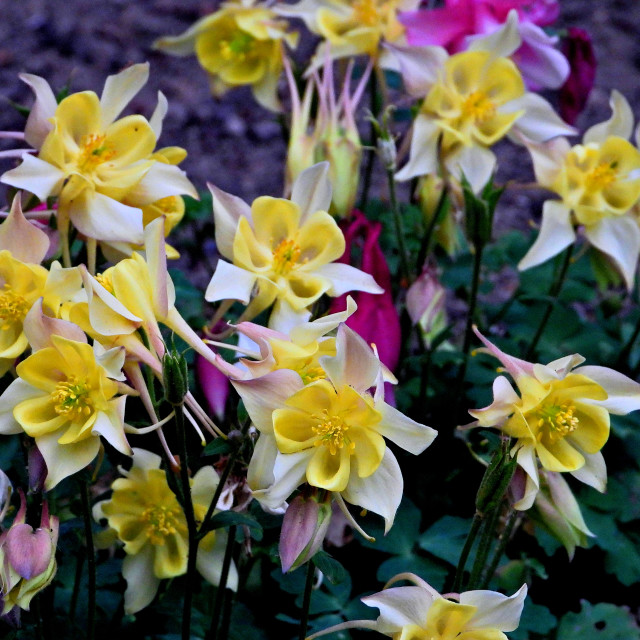 "Columbine" by Amit Mendelsohn - £50.00 "Columbine" stock image