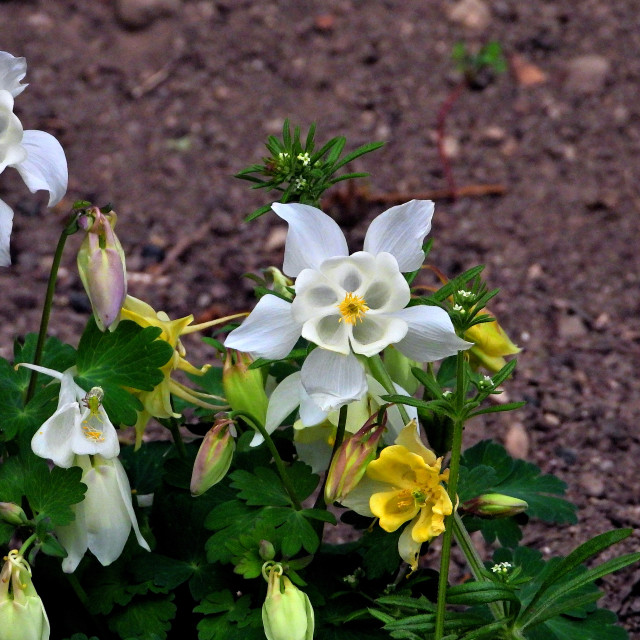 "Columbine" by Amit Mendelsohn - £50.00 "Columbine" stock image