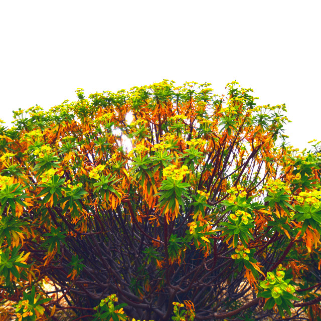 "A 3 colours plant" by Amit Mendelsohn - £50.00 "A 3 colours plant" stock image