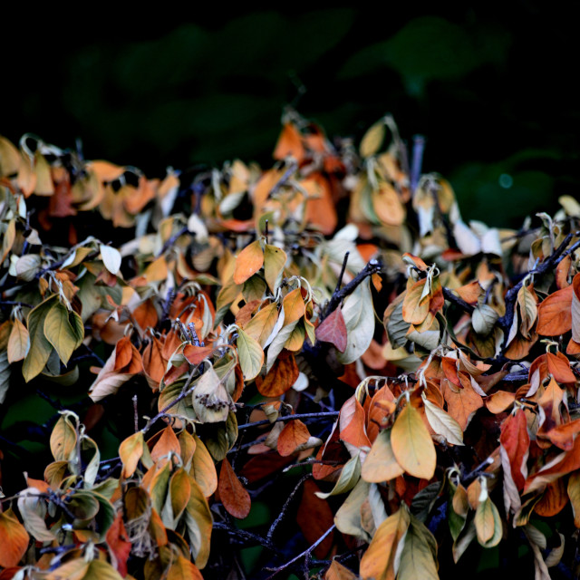 "Drying bush" by Amit Mendelsohn - $48.91 "Drying bush" stock image