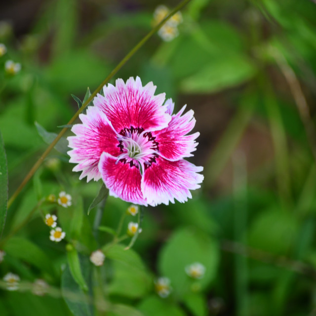 "Sweet William" by Amit Mendelsohn - $48.91 "Sweet William" stock image