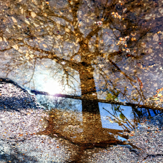 "Stone Leaves" by Nancy E Hightower - $53.32 "Stone Leaves" stock image