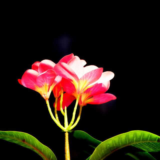 "Red in the dark" by Amit Mendelsohn - $48.91 "Red in the dark" stock image